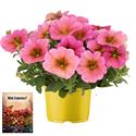 Afbeelding van Ms P12 Petchoa Sunray pink